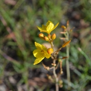 Bulbine bulbosa at Yass River, NSW - suppressed