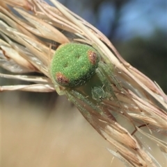 Araneus circulissparsus (species group) (Speckled Orb-weaver) at Cook, ACT - 10 Jan 2021 by CathB