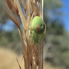 Araneus circulissparsus (species group) at Cook, ACT - 10 Jan 2021