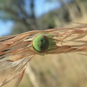 Araneus circulissparsus (species group) at Cook, ACT - 10 Jan 2021