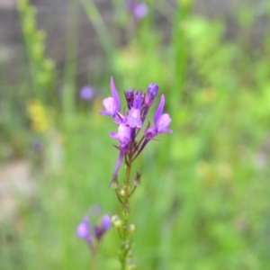 Linaria pelisseriana at suppressed - suppressed