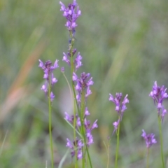 Linaria pelisseriana at Yass River, NSW - 3 Nov 2020