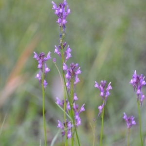 Linaria pelisseriana at suppressed - suppressed