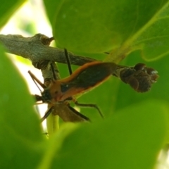 Gminatus australis (Orange assassin bug) at Cooma, NSW - 9 Jan 2021 by tpreston