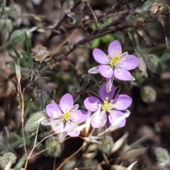 Spergularia rubra (Sandspurrey) at Cooma, NSW - 10 Jan 2021 by trevorpreston