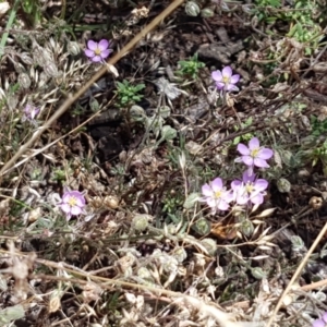 Spergularia rubra at Cooma, NSW - 10 Jan 2021