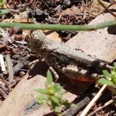 Austroicetes sp. (genus) (A grasshopper) at Mt Gladstone Reserves, Cooma - 10 Jan 2021 by trevorpreston