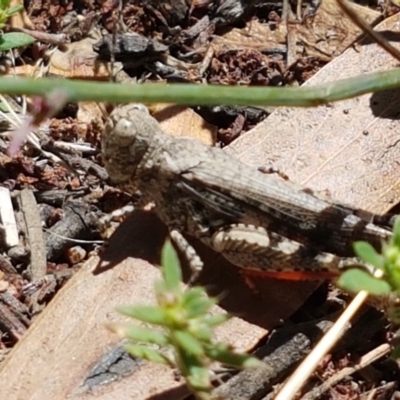 Austroicetes sp. (genus) (A grasshopper) at Cooma, NSW - 10 Jan 2021 by trevorpreston