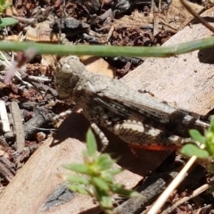 Austroicetes sp. (genus) (A grasshopper) at Cooma, NSW - 10 Jan 2021 by tpreston