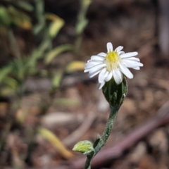 Vittadinia cuneata var. cuneata (Fuzzy New Holland Daisy) at Cooma, NSW - 10 Jan 2021 by tpreston