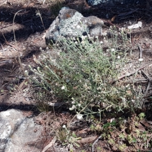 Vittadinia cuneata var. cuneata at Cooma, NSW - 10 Jan 2021