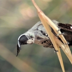 Pinara undescribed species near divisa at Cook, ACT - 9 Jan 2021 by CathB