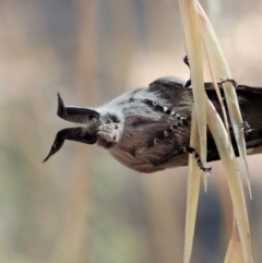 Pinara undescribed species near divisa at Cook, ACT - 10 Jan 2021 09:42 AM