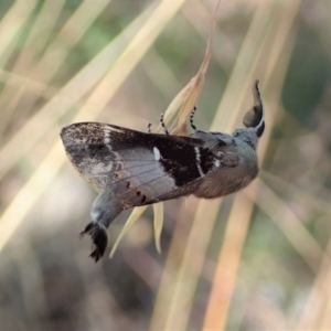 Pinara undescribed species near divisa at Cook, ACT - 10 Jan 2021 09:42 AM