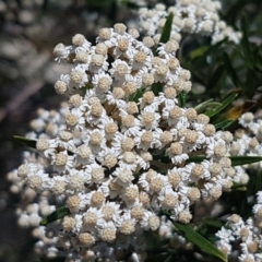 Ozothamnus conditus (Pepper Everlasting) at Mt Gladstone Reserves, Cooma - 10 Jan 2021 by trevorpreston