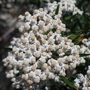 Ozothamnus conditus at Cooma, NSW - 10 Jan 2021 02:15 PM