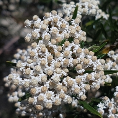 Ozothamnus conditus (Pepper Everlasting) at Mt Gladstone Reserves, Cooma - 10 Jan 2021 by trevorpreston