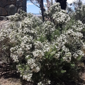 Ozothamnus conditus at Cooma, NSW - 10 Jan 2021 02:15 PM