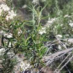 Ozothamnus conditus at Cooma, NSW - 10 Jan 2021