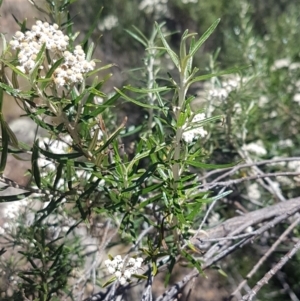Ozothamnus conditus at Cooma, NSW - 10 Jan 2021