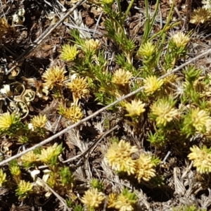 Scleranthus diander at Cooma, NSW - 10 Jan 2021