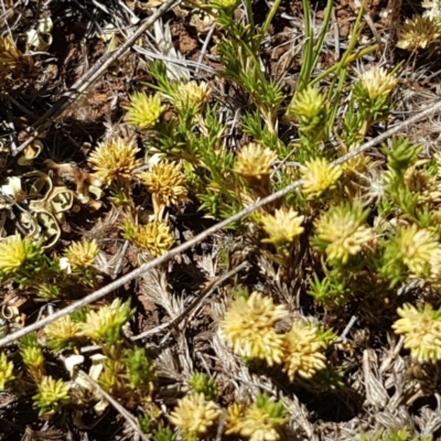 Scleranthus diander (Many-flowered Knawel) at Cooma, NSW - 10 Jan 2021 by trevorpreston