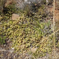 Scleranthus diander at Cooma, NSW - 10 Jan 2021