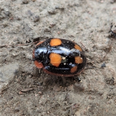 Paropsisterna beata (Blessed Leaf Beetle) at Mount Painter - 7 Jan 2021 by CathB