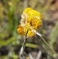 Chrysocephalum apiculatum (Common Everlasting) at Cooma, NSW - 10 Jan 2021 by trevorpreston