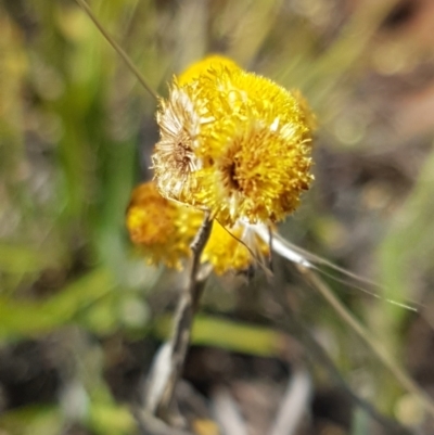 Chrysocephalum apiculatum (Common Everlasting) at Kuma Nature Reserve - 10 Jan 2021 by trevorpreston