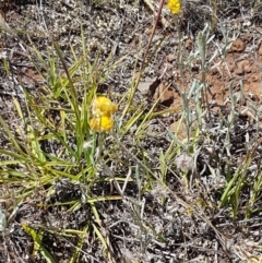 Chrysocephalum apiculatum at Cooma, NSW - 10 Jan 2021 02:40 PM