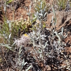 Chrysocephalum apiculatum at Cooma, NSW - 10 Jan 2021 02:40 PM