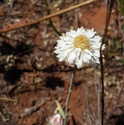 Leucochrysum albicans (Hoary Sunray) at Cooma, NSW - 10 Jan 2021 by trevorpreston