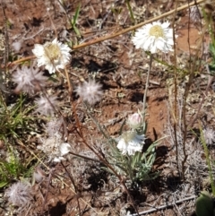 Leucochrysum albicans at Cooma, NSW - 10 Jan 2021