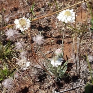 Leucochrysum albicans at Cooma, NSW - 10 Jan 2021