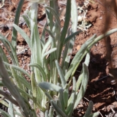 Leucochrysum albicans at Cooma, NSW - 10 Jan 2021