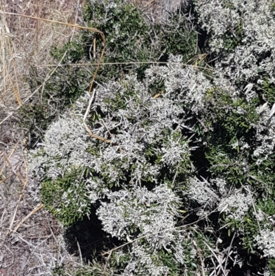 Melicytus angustifolius subsp. divaricatus (Divaricate Tree Violet) at Cooma, NSW - 10 Jan 2021 by trevorpreston