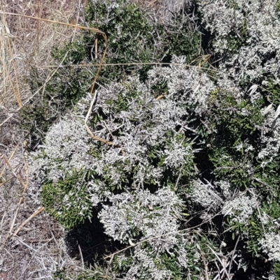 Melicytus angustifolius subsp. divaricatus (Divaricate Tree Violet) at Kuma Nature Reserve - 10 Jan 2021 by trevorpreston