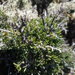 Melicytus angustifolius subsp. divaricatus at Cooma, NSW - 10 Jan 2021