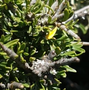 Melicytus angustifolius subsp. divaricatus at Cooma, NSW - 10 Jan 2021