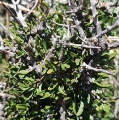 Melicytus angustifolius subsp. divaricatus at Cooma, NSW - 10 Jan 2021