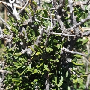 Melicytus angustifolius subsp. divaricatus at Cooma, NSW - 10 Jan 2021