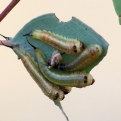 Lophyrotoma interrupta (Cattle Poisoning Sawfly) at Wodonga - 9 Jan 2021 by Kyliegw