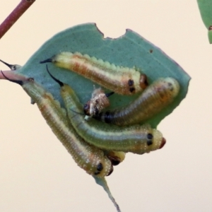 Lophyrotoma interrupta at Wodonga, VIC - 10 Jan 2021 09:00 AM