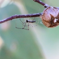 Tetragnatha sp. (genus) (Long-jawed spider) at Wodonga, VIC - 10 Jan 2021 by KylieWaldon