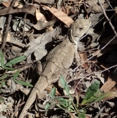 Amphibolurus muricatus (Jacky Lizard) at Holt, ACT - 8 Jan 2021 by CathB