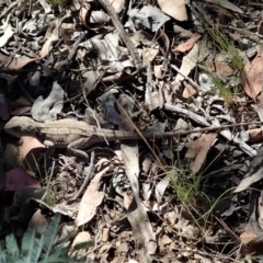 Amphibolurus muricatus at Holt, ACT - 8 Jan 2021