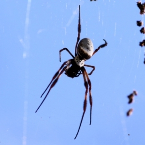 Trichonephila edulis at Wodonga, VIC - 10 Jan 2021