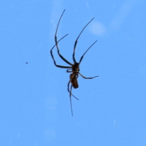 Trichonephila edulis at Wodonga, VIC - 10 Jan 2021