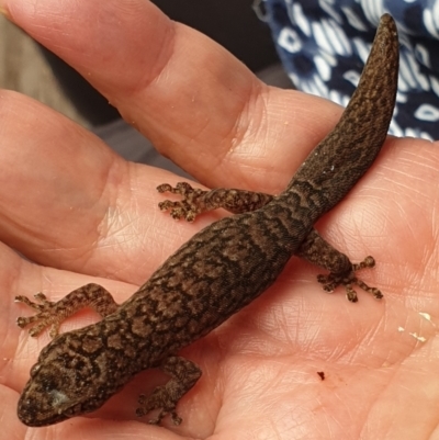 Christinus marmoratus (Southern Marbled Gecko) at Cook, ACT - 4 Jan 2021 by drakes